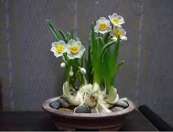 為什么要選擇綠植租賃公司租植物？