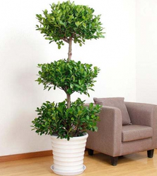 綠植租賃能為消費者帶來哪些服務(wù)？